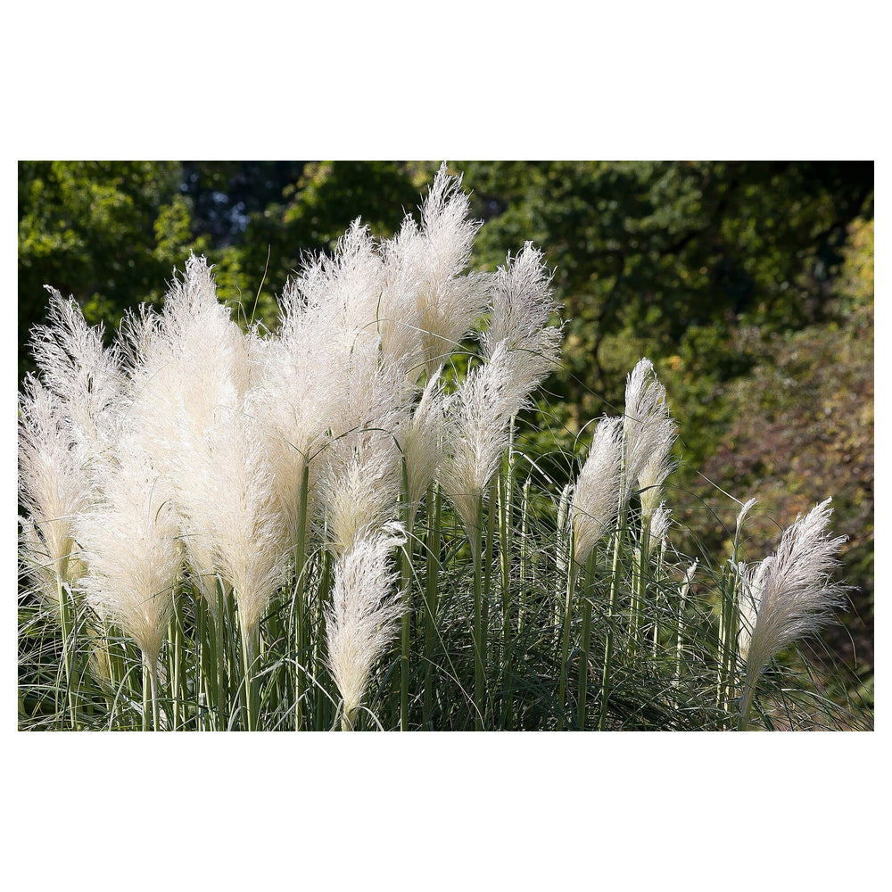 Pampas Plume White Feather Ornamental Grass Seeds for Planting – Non-GMO Heirloom Organic Garden Seeds | Neera Seeds product photo [neera-v4-4422e2a353589230044f]