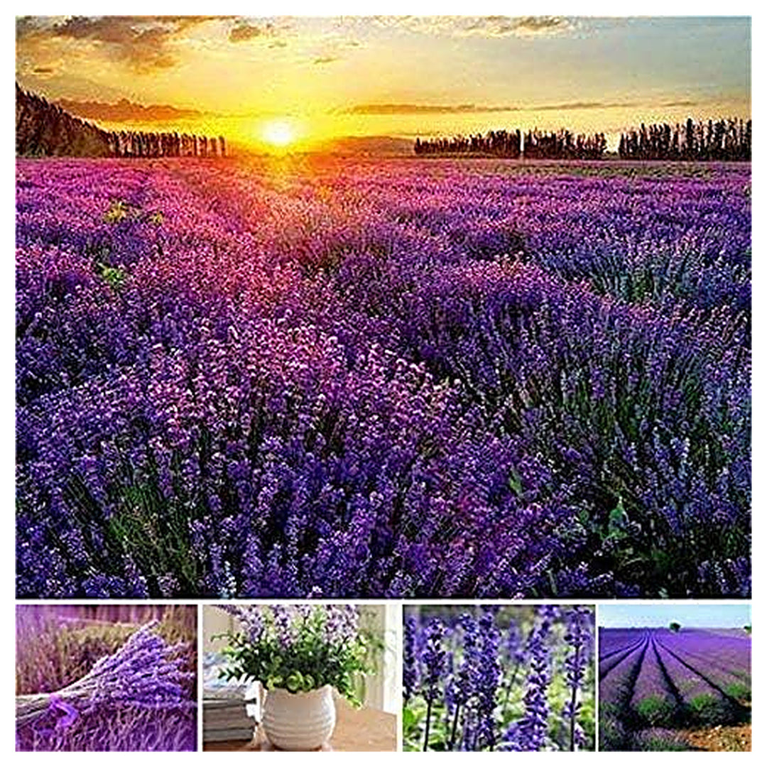 Provence Lavender Flower Seeds for Planting Mixed Colors – Heirloom, Non-GMO, High Germination Organic Garden Seeds | Neera Seeds product photo [neera-v4-44231d17b488a167f4a1]
