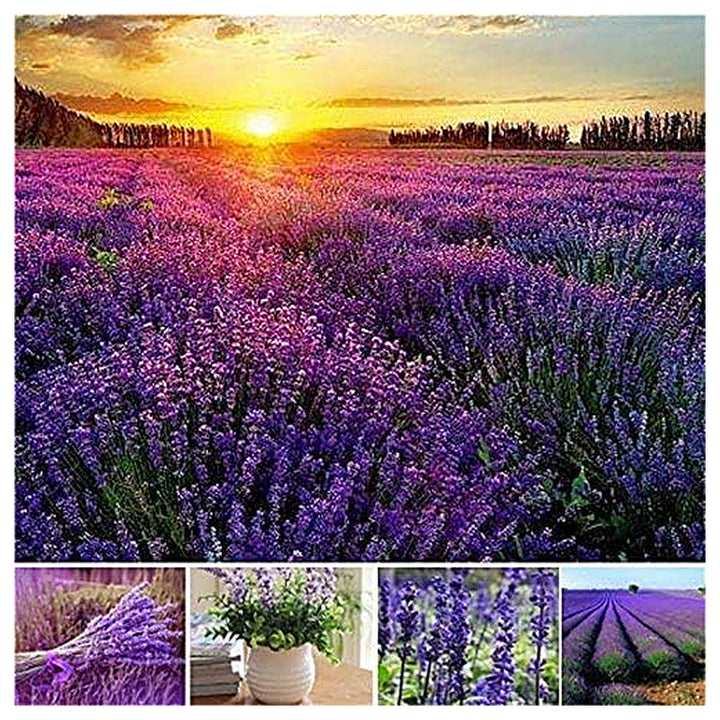 Provence Lavender Flower Seeds for Planting Mixed Colors – Heirloom, Non-GMO, High Germination Organic Garden Seeds | Neera Seeds product photo [neera-v4-44231d17b488a167f4a1]