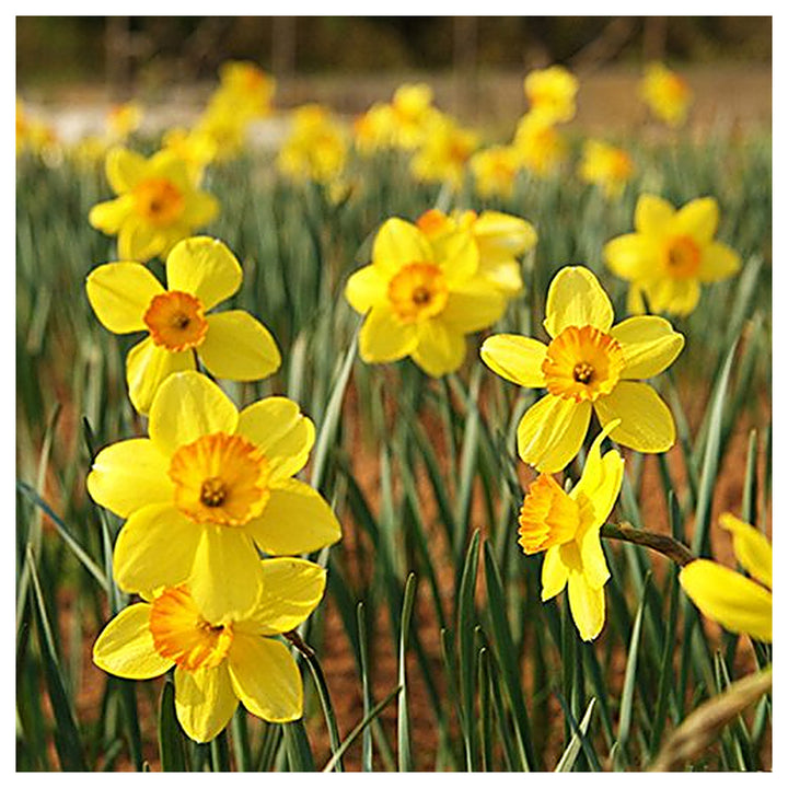 Yellow Daffodils Flower Seeds for Planting – Non-GMO, Heirloom, Spring Blooms | Neera Seeds product photo [neera-v4-442b4050ef183ef3da52]