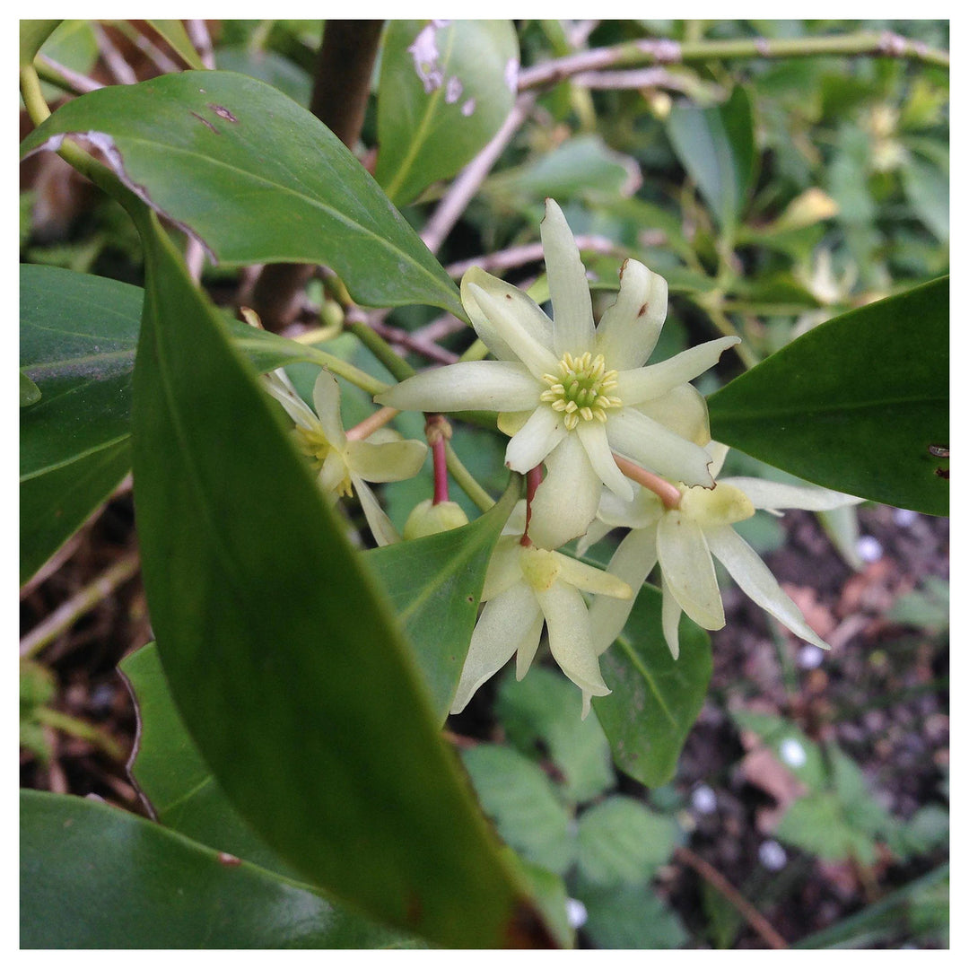 Heirloom Non-GMO Illicium Verum Plant Seeds – Star Anise Spice Seeds for Garden Planting | Neera Seeds product photo [neera-v4-442ce26ba9e3fc56b4ec]
