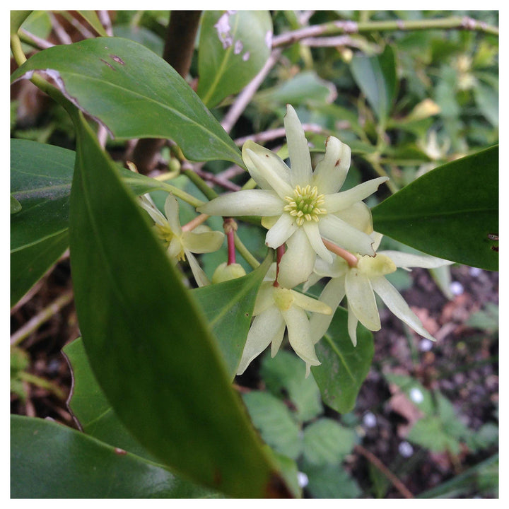 Heirloom Non-GMO Illicium Verum Plant Seeds – Star Anise Spice Seeds for Garden Planting | Neera Seeds product photo [neera-v4-442ce26ba9e3fc56b4ec]