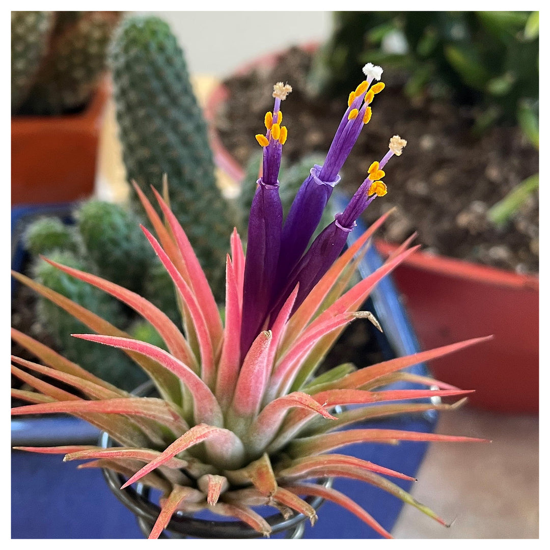 Heirloom Non-GMO Tillandsia Ionantha Air Plant Seeds – Unique Organic Garden Seeds for Planting | High Germination | Neera Seeds product photo [neera-v4-443f6ebb01a93f487e0c]