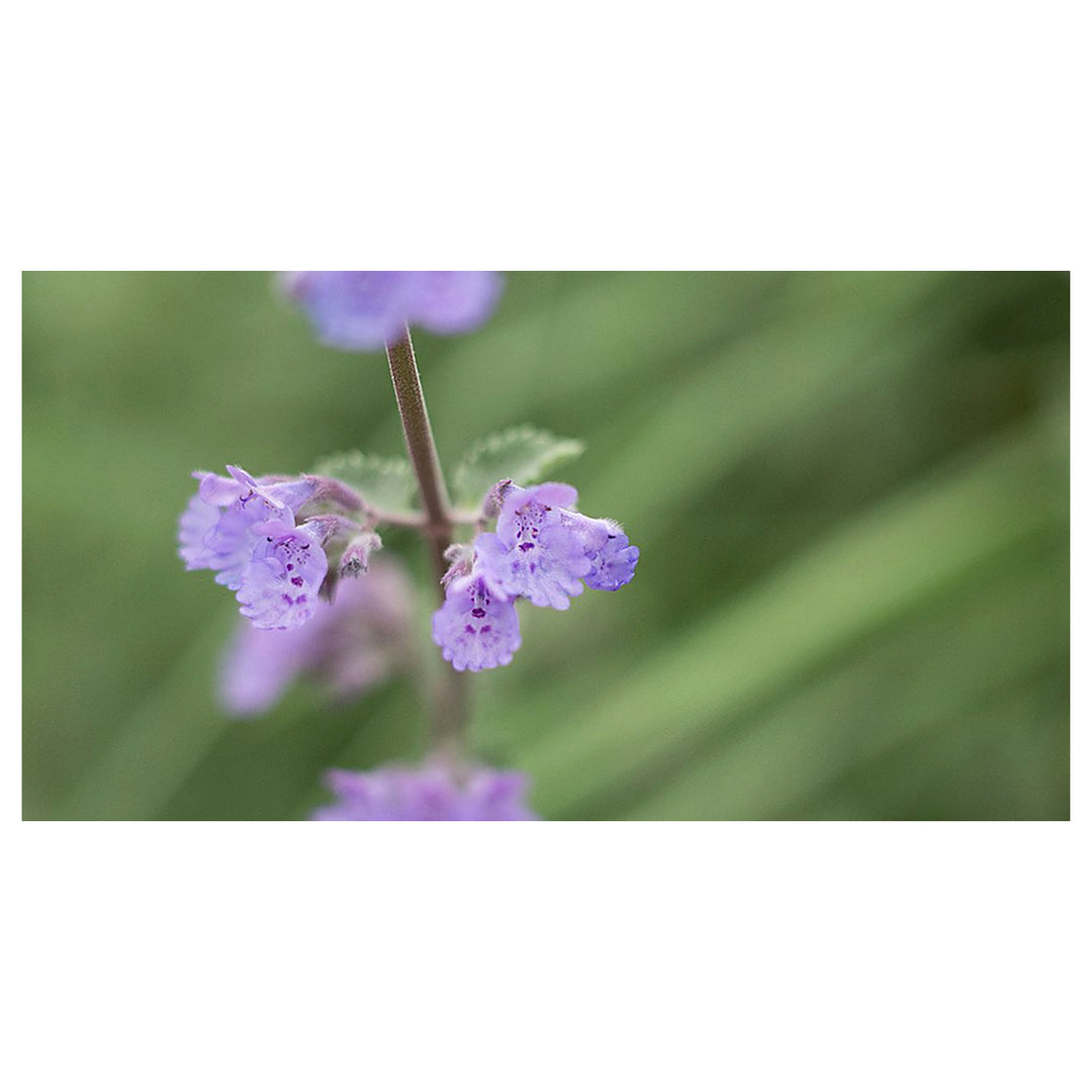 Heirloom Non-GMO Violet Catmint Flower Seeds for Planting – Fragrant Pollinator-Friendly Organic Garden Seeds | Neera Seeds product photo [neera-v4-44507276b1b4329faf8d]
