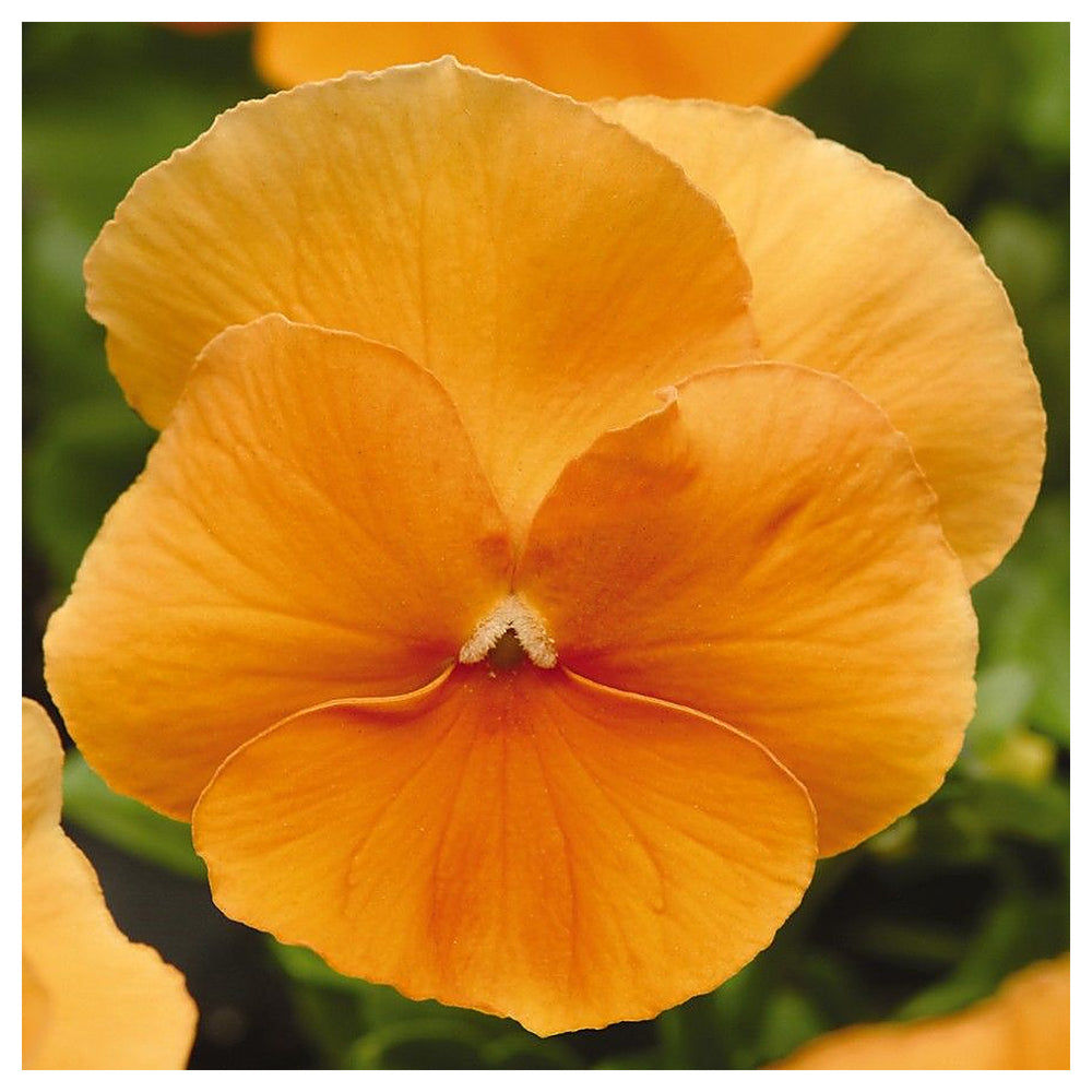 Heirloom Non-GMO Pansy Flower Seeds for Planting – Colorful Cool-Season Garden Blooms | Neera Seeds product photo [neera-v4-4462a0d53afd77e68f34]