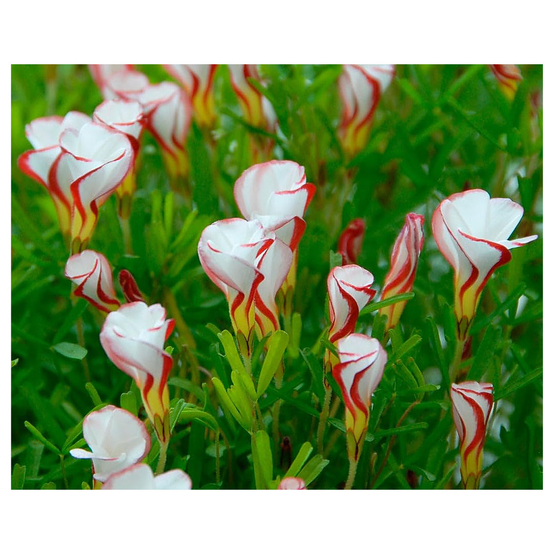 Oxalis Versicolor Orange Seeds for Planting – Heirloom, Non-GMO, High Germination Organic Garden Flower Seeds | Neera Seeds product photo [neera-v4-4467f056956c97ab2358]