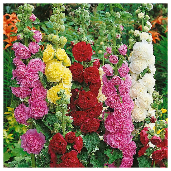 Organic Mixed Danish Hollyhock Flower Seeds – Heirloom Non-GMO Seeds for Planting – High Germination Garden Seeds | Neera Seeds product photo [neera-v4-446f4f03c8dd91bd4645]
