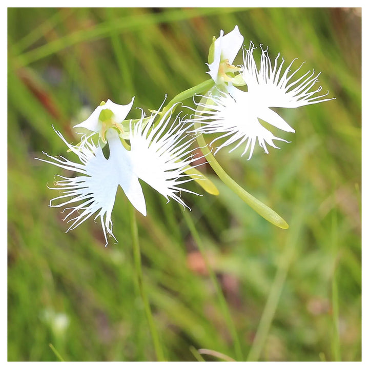 Organic White Egret Flower Seeds for Planting – Heirloom, Non-GMO | Neera Seeds product photo [neera-v4-449b7f11473b9c730613]