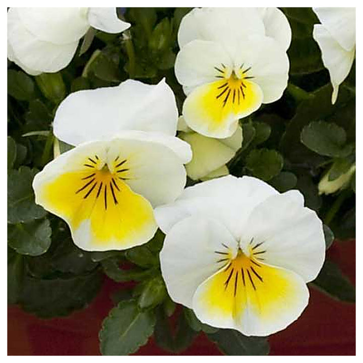 Yellow White Pansy Flower Seeds for Garden Planting – Non-GMO High Germination Organic Garden Seeds | Neera Seeds product photo [neera-v4-44aa81e8a2f020533930]