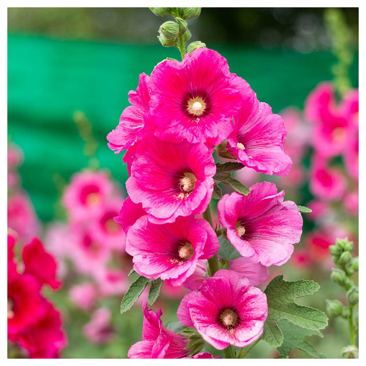 Hollyhock Pink Flower Seeds for Planting – Organic, Heirloom, Non-GMO Garden Seeds | Neera Seeds product photo [neera-v4-44aba4aadabb93a83eee]