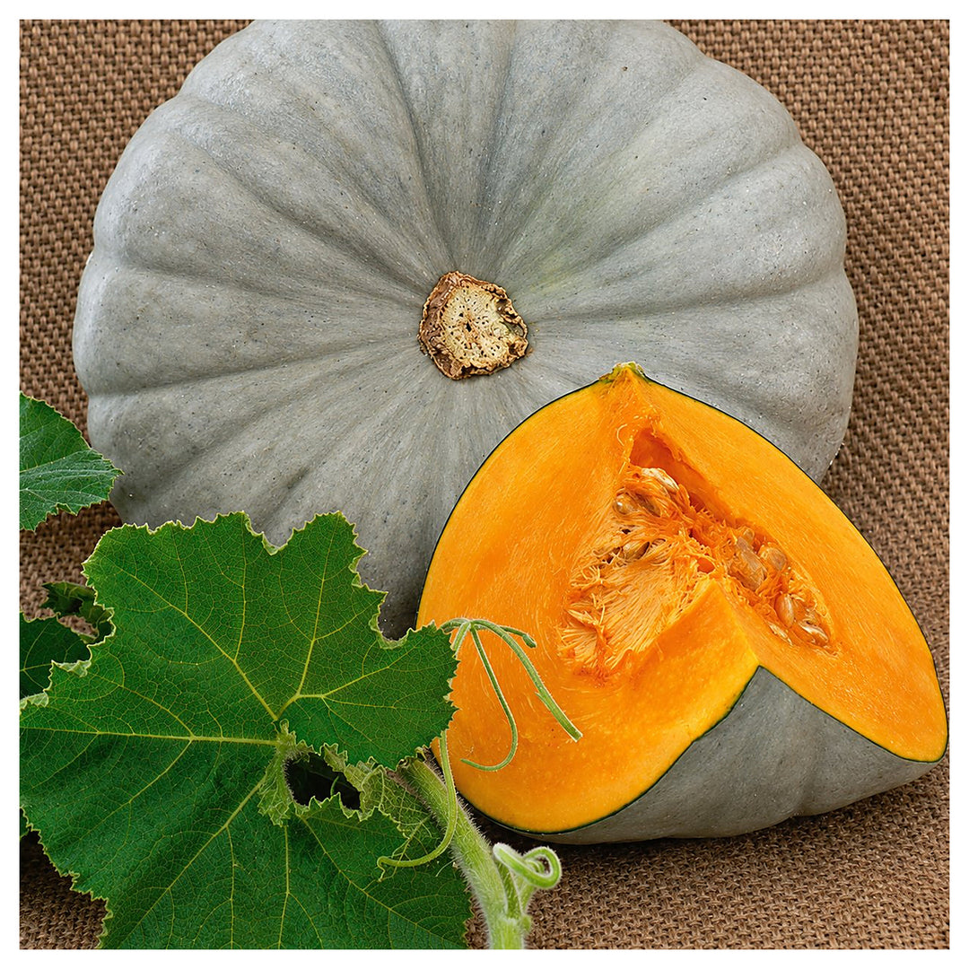 Centner Nelson Pumpkin Seeds for Planting – Heirloom, Non-GMO, High Germination, Organic Garden Seeds | Neera Seeds product photo [neera-v4-44c24b76216ac0d7d290]