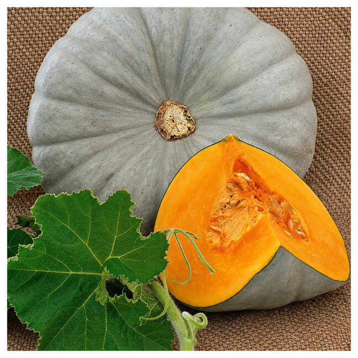 Centner Nelson Pumpkin Seeds for Planting – Heirloom, Non-GMO, High Germination, Organic Garden Seeds | Neera Seeds product photo [neera-v4-44c24b76216ac0d7d290]