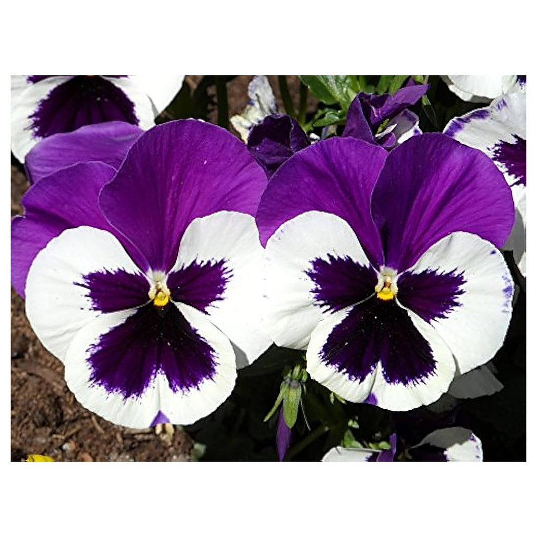 Violet & White Pansy Heirloom Non-GMO Seeds for Planting – High Germination Organic Garden Seeds | Neera Seeds product photo [neera-v4-44c5060e15bed6b36eca]