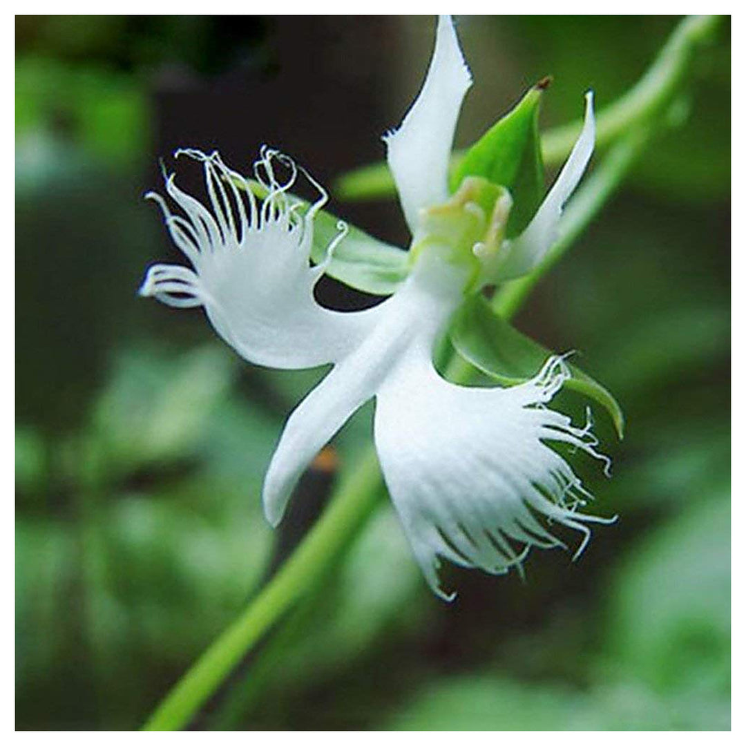 Radiata White Flower Seeds for Planting – Organic, Heirloom, Non-GMO Seeds | Neera Seeds product photo [neera-v4-44cc32e7d2dc604584ac]