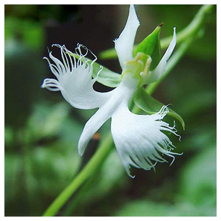 Radiata White Flower Seeds for Planting – Organic, Heirloom, Non-GMO Seeds | Neera Seeds product photo [neera-v4-44cc32e7d2dc604584ac]