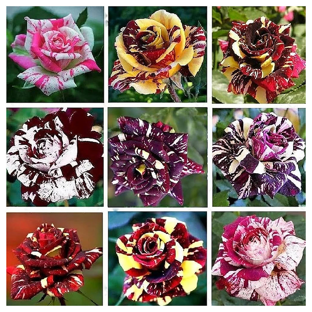 Dragon Rose Mixed Color Flower Seeds for Planting – Heirloom Non-GMO Seeds | Neera Seeds product photo [neera-v4-44e58ebe1d8c4eaf24c4]