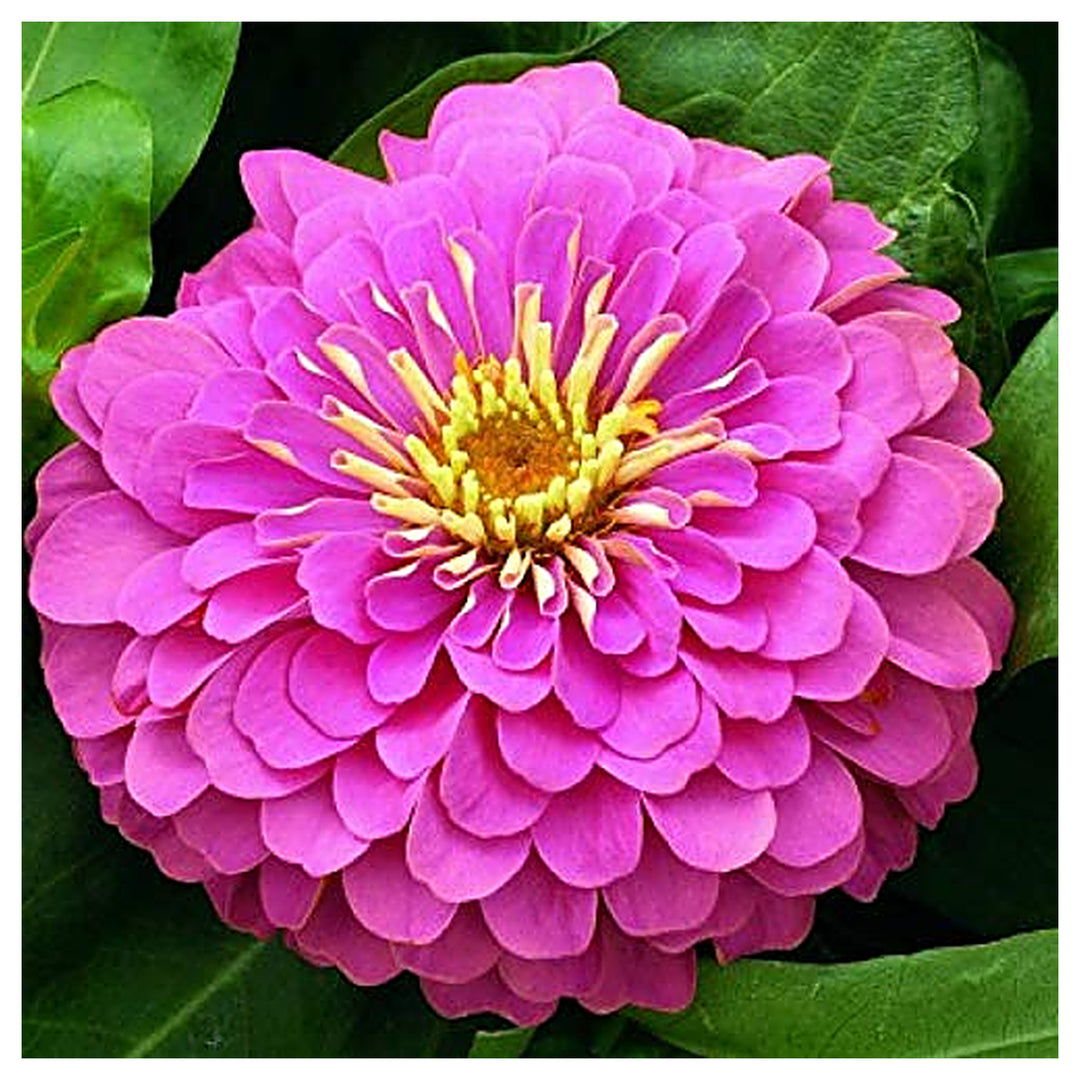 Violet Zinnia Flower Seeds for Planting – Heirloom, Non-GMO, Colorful Garden Blooms | Neera Seeds product photo [neera-v4-44e95a5e131d82453db5]