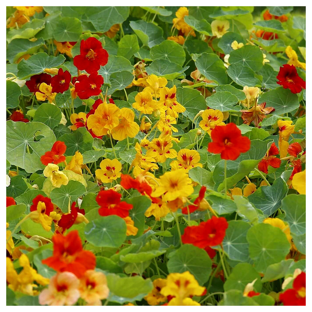 Capuchina Flower Seeds for Planting – Organic, Heirloom, Non-GMO Nasturtium Seeds | Neera Seeds product photo [neera-v4-44e9741481851c2735f1]