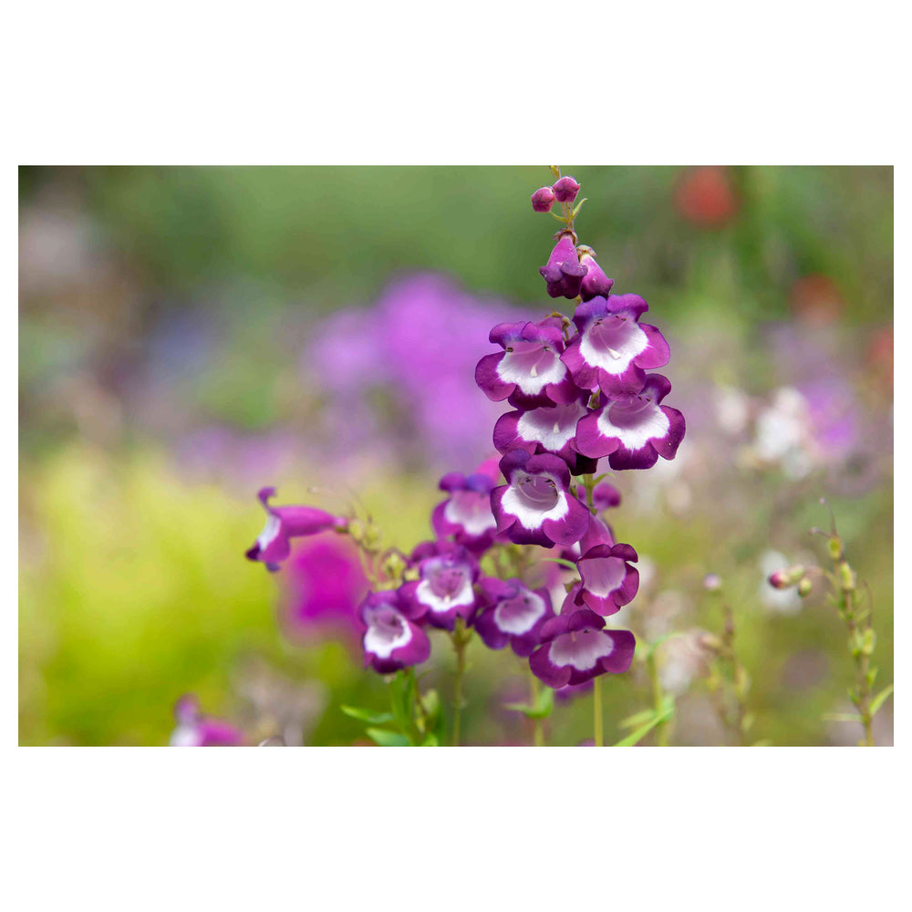 Heirloom Non-GMO Purple Beardtongue Flower Seeds – Unique Garden Accents for Outdoor Planting | Neera Seeds product photo [neera-v4-44f6f19dc46a31737bb7]