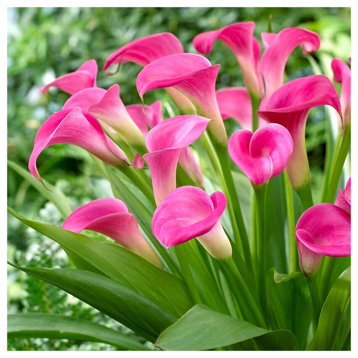Heirloom Non-GMO Pink Zantedeschia Calla Lily Flower Seeds for Planting – Garden Blooms, High Germination | Neera Seeds product photo [neera-v4-450ffc82f1f8558f7170]