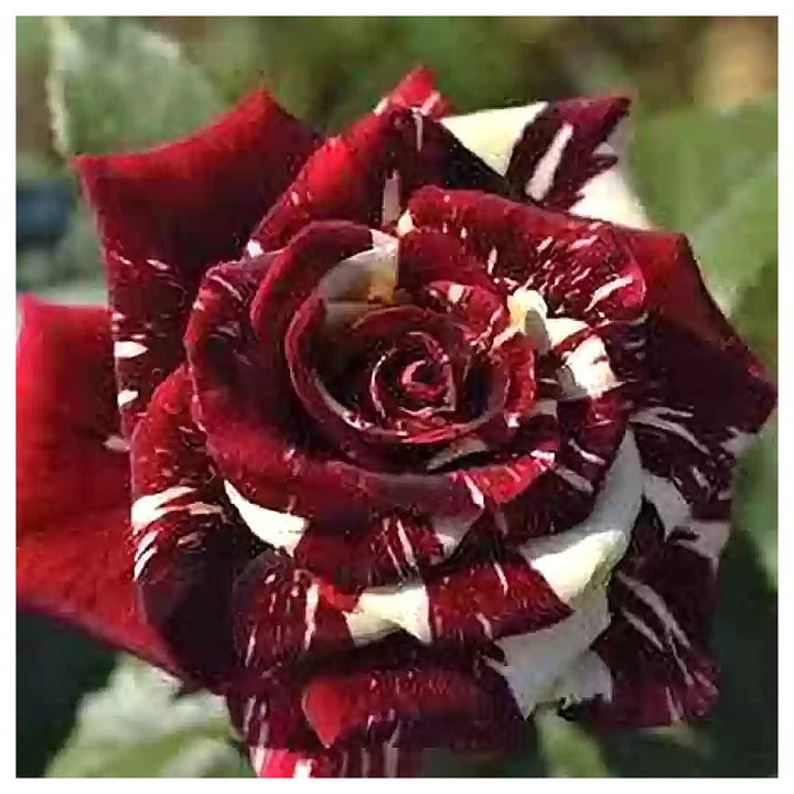 Red White Dragon Rose Flower Seeds – Heirloom Non-GMO Shrub Rose Seeds | High Germination Organic Garden Seeds for  | Neera Seeds product photo [neera-v4-4514f4fb7adebb501d73]