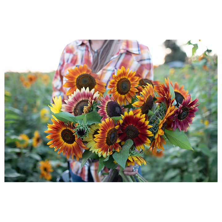 Heirloom Multi-Colored Sunflower Seeds for Planting – Non-GMO | High Germination Organic Garden Flower Seeds | Neera Seeds product photo [neera-v4-451b284836dffeaaf1ae]