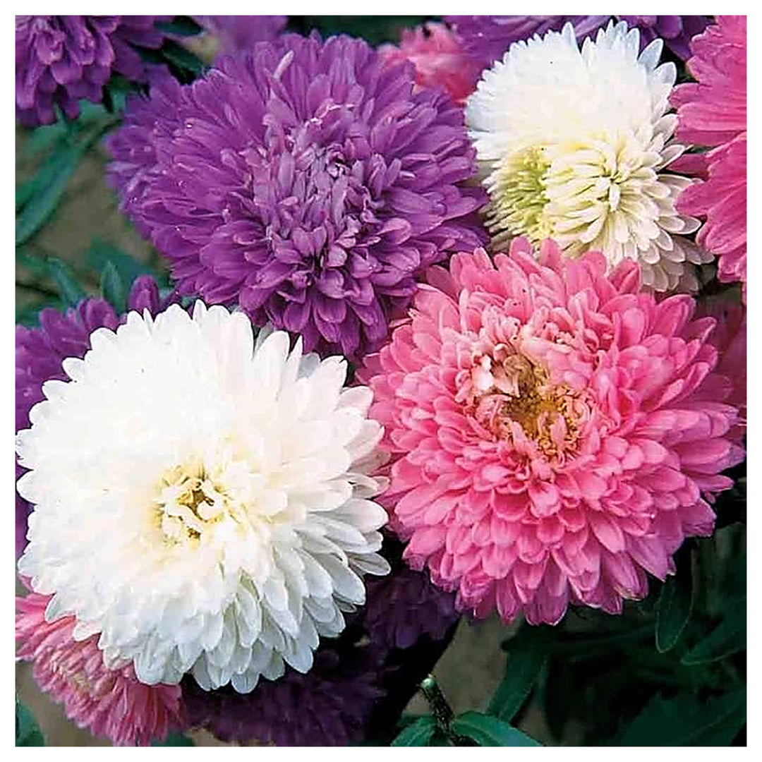 Mixed Asters Heirloom Non-GMO Seeds for Fall Planting | Neera Seeds product photo [neera-v4-4543e319312f39943eb1]