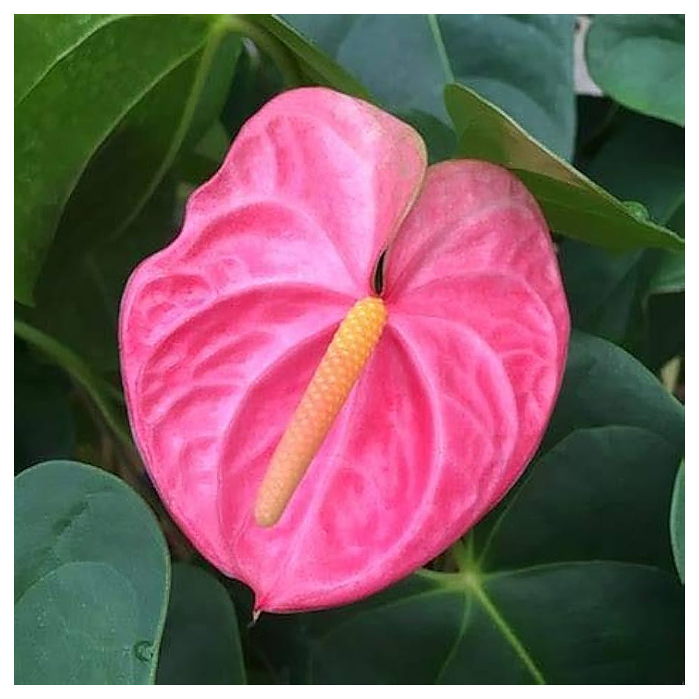 Heirloom Non-GMO Anthurium Flower Seeds for Planting – Fresh Pink Exotic Blooms, High Germination Organic Garden Se | Neera Seeds product photo [neera-v4-454704d1f81d4917f524]