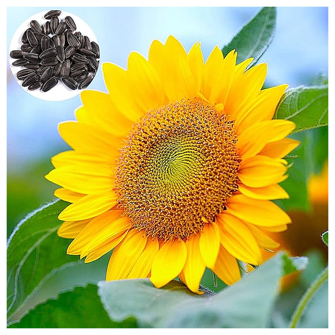 Panache Sunflower For Planting Flower Seeds for Home Garden Planting, Decorative Organic Blooming | Neera Seeds product photo [neera-v4-4549c821b900323a5e27]