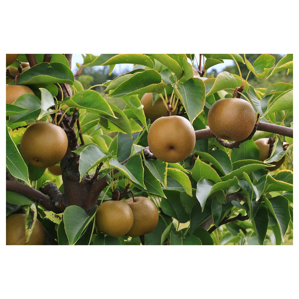 Brown Pyrus Pyrifolia Fruit Seeds for Planting – Unique Pear Varieties, Heirloom & Non-GMO Seeds for Home Garden | Neera Seeds product photo [neera-v4-457c1e712d0e8b227876]