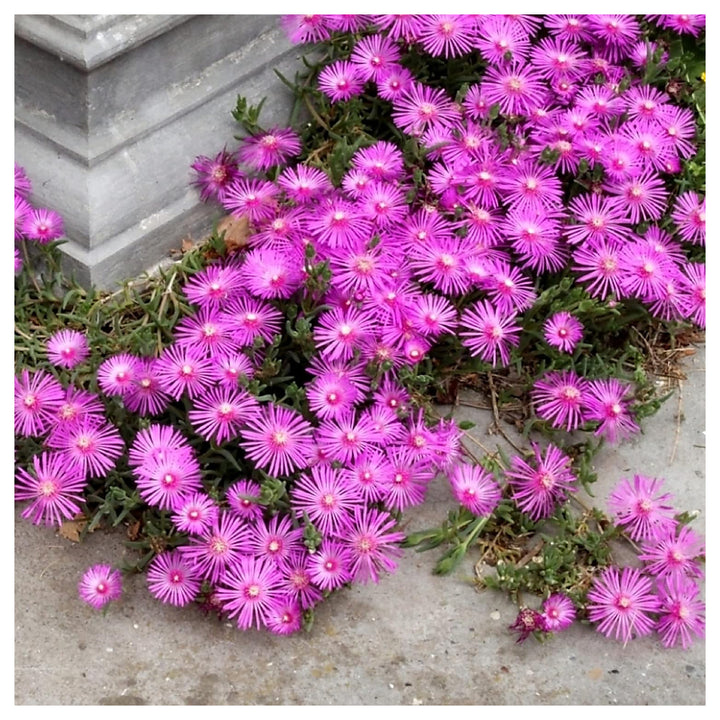 Organic Heirloom Non-GMO Lavender Delosperma Seeds for Planting – Succulent Blooms | Neera Seeds product photo [neera-v4-45907fed2f9bcddbd19b]