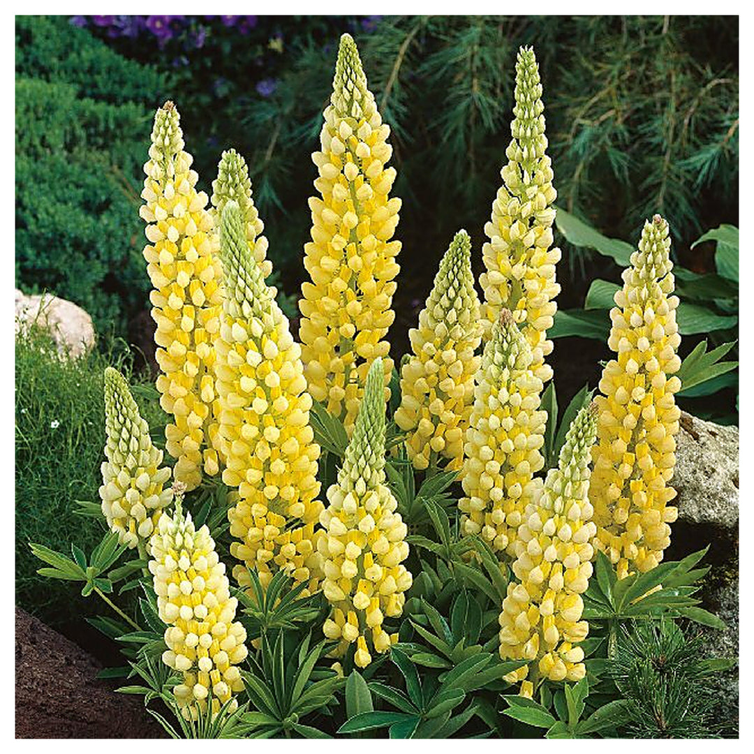 Yellow Lupine Flower Seeds for Planting – Heirloom, Non-GMO, High Germination Organic Garden Seeds | Neera Seeds product photo [neera-v4-45a05215273a3fe72fe2]