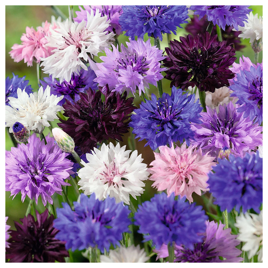 Cornflower Planting Seeds heirloom & Non-GMO Seeds | Neera Seeds product photo [neera-v4-45a6273ca4a98720f58b]