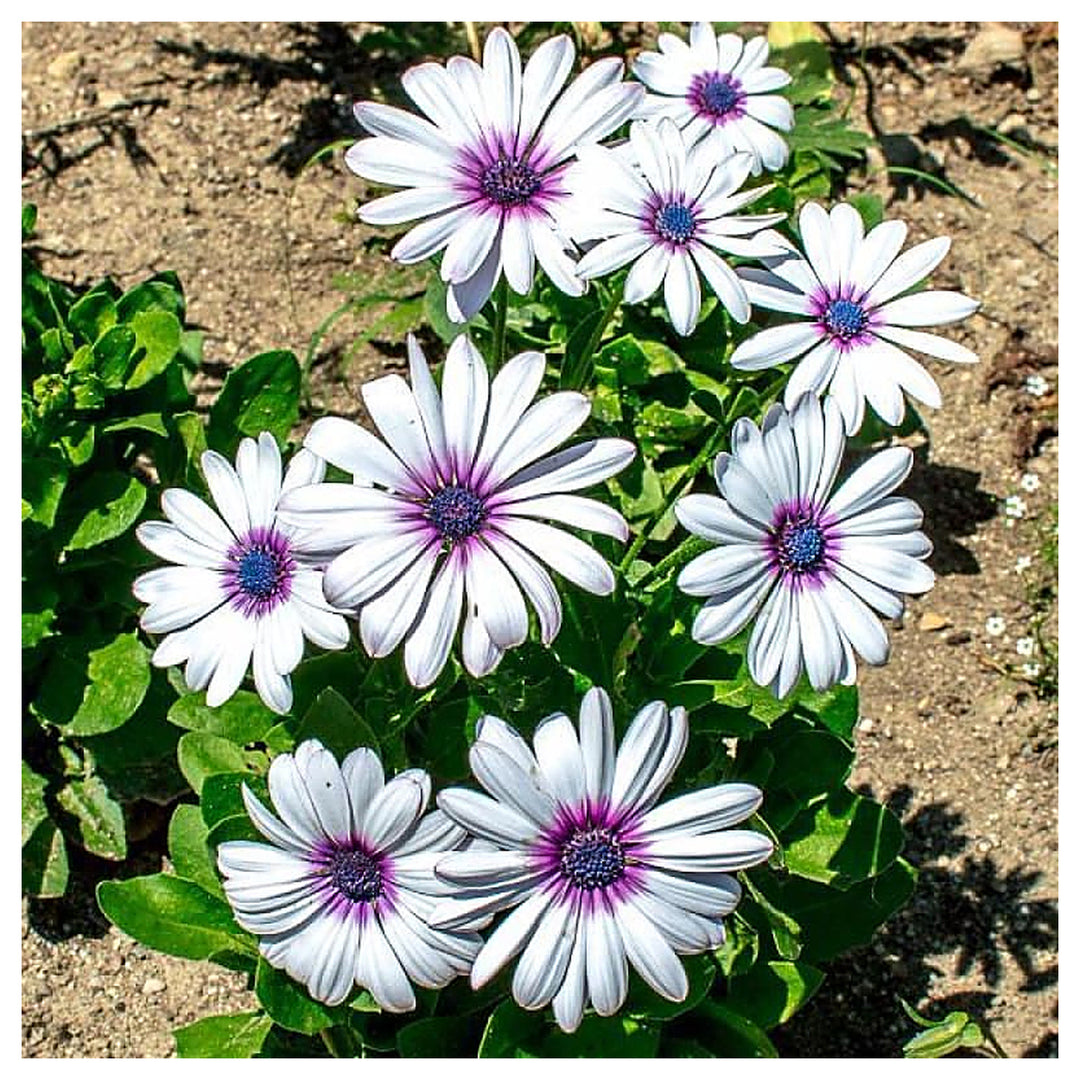 Heirloom Non-GMO Eyed Flower Seeds for Planting – Unique Ornamental Garden Blooms | High Germination | Neera Seeds product photo [neera-v4-45ab46680ea085f6a20a]