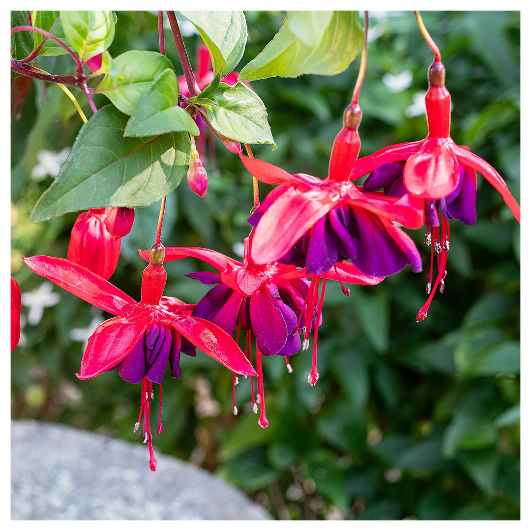 Heirloom Blue Pink Double Petal Fuchsia Flower Seeds – Non-GMO, High Germination, Vibrant Blooms for Planting | Neera Seeds product photo [neera-v4-45bf7a3efe5c2ab97270]