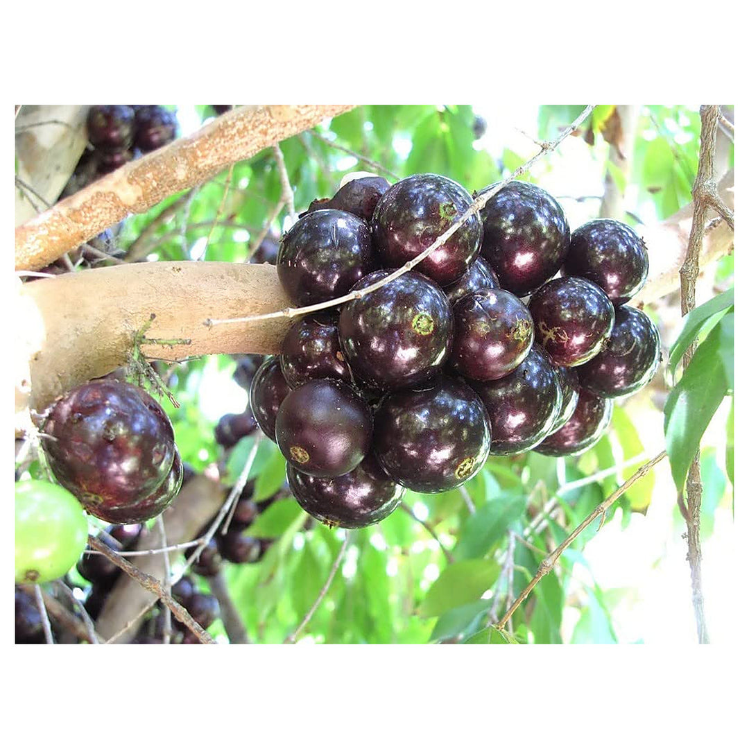 Actinidia Polygama Jaboticaba Black Brazilian Grape Fruit Seeds for Planting – Heirloom Non-GMO High Germination Se | Neera Seeds product photo [neera-v4-45cf2fec99a326aea47c]