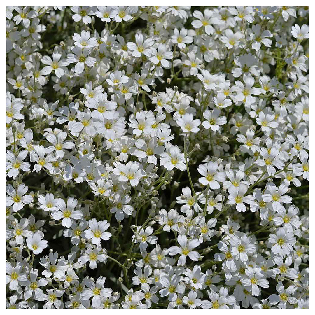 White Gypsophila Repens Seeds – Organic, Heirloom, Non-GMO Flower Seeds for Planting | Neera Seeds product photo [neera-v4-45e2f435b3d952b06678]