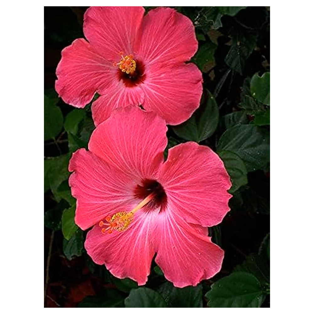 Heirloom Non-GMO Hibiscus Bonsai Flower Seeds for Planting – Miniature Tropical Garden Blooms | Neera Seeds product photo [neera-v4-45e55299a95e16829253]