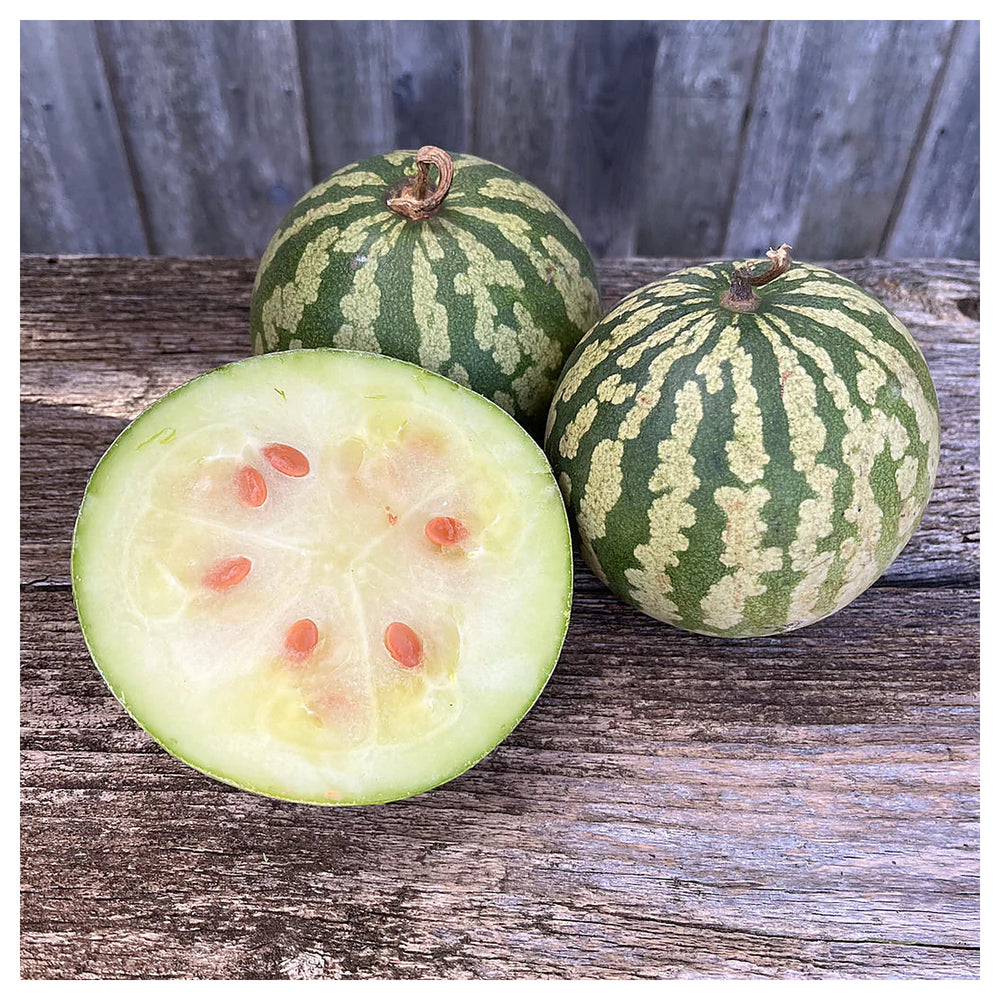 Citron Red Watermelon Seeds for Planting – Heirloom, Non-GMO, High Germination Organic Garden Seeds for Unique Shap | Neera Seeds product photo [neera-v4-45eb7b5a9c5f1c6006c6]