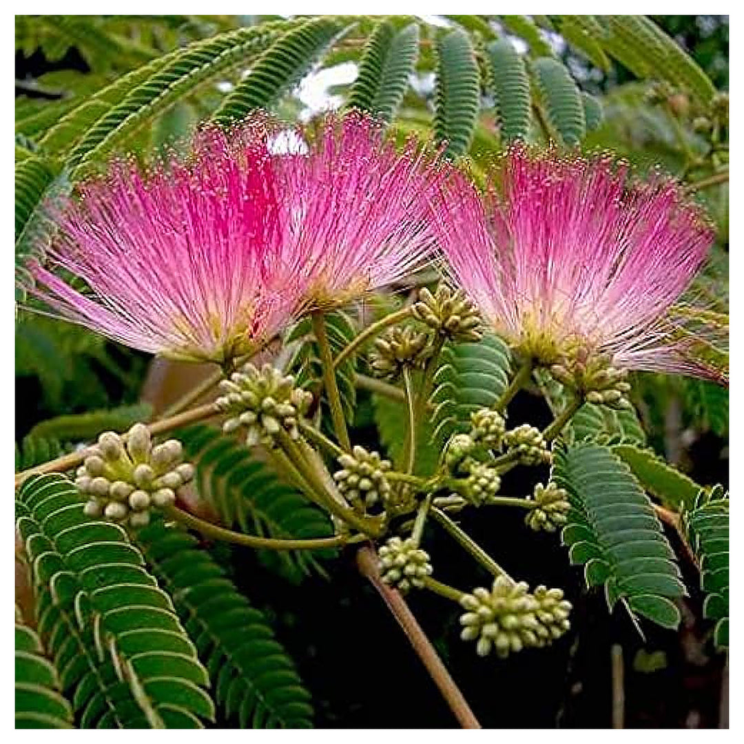 Heirloom Non-GMO Albizia Mimosa Flower Seeds – High Germination Organic Garden Seeds for Silk Tree Blooms | Neera Seeds product photo [neera-v4-45fe91fd87c6282ae3f3]