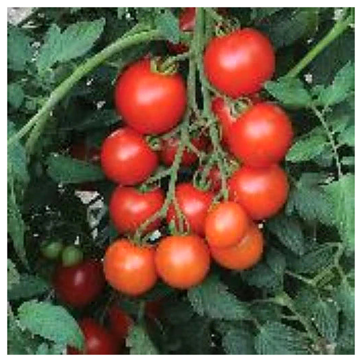 Mountain Magic Campari Tomato Seeds for Planting – Heirloom, Non-GMO, High Germination, Crack-Resistant Hybrid Gard | Neera Seeds product photo [neera-v4-4607813187d948db4f80]