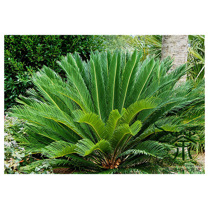 Heirloom Non-GMO Brown Cycas Plant Seeds for Planting – Tropical Foliage for Outdoor Landscapes | Neera Seeds product photo [neera-v4-46164caa616135b71adf]