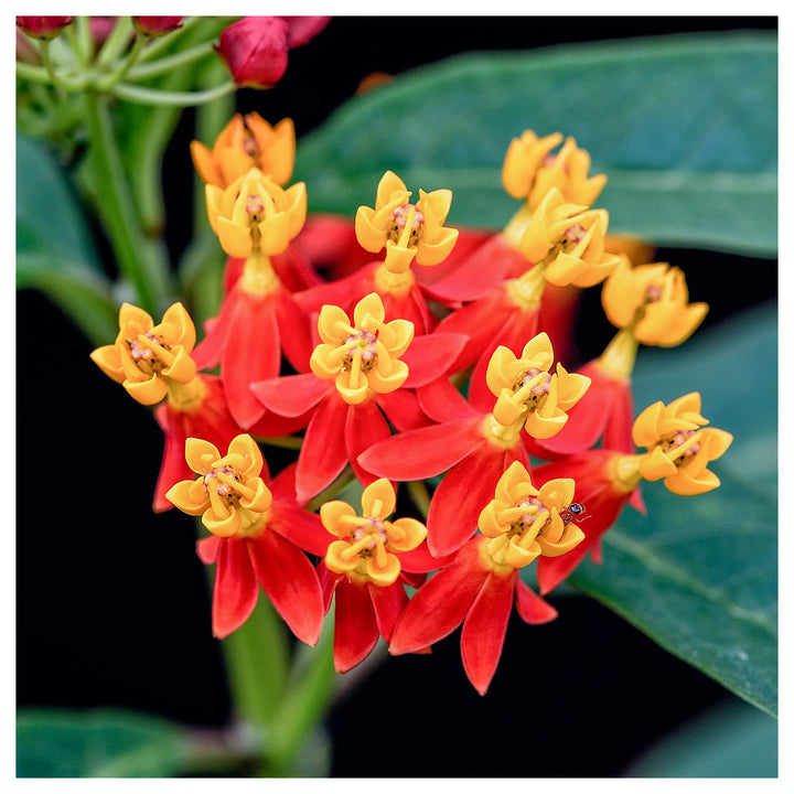 Asclepias Curassavica Flower Seeds for Planting – Vibrant Tropical Milkweed | Neera Seeds product photo [neera-v4-461e3f59c97a83cbb880]