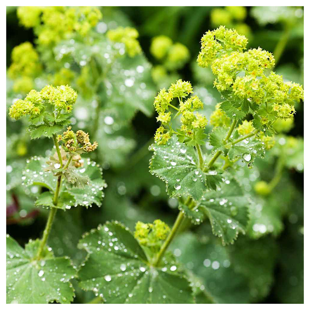 Alchemilla Mollis Green Seeds for Planting – Organic, Heirloom, Non-GMO Garden Seeds | Neera Seeds product photo [neera-v4-461ec9289a23f24a89c7]