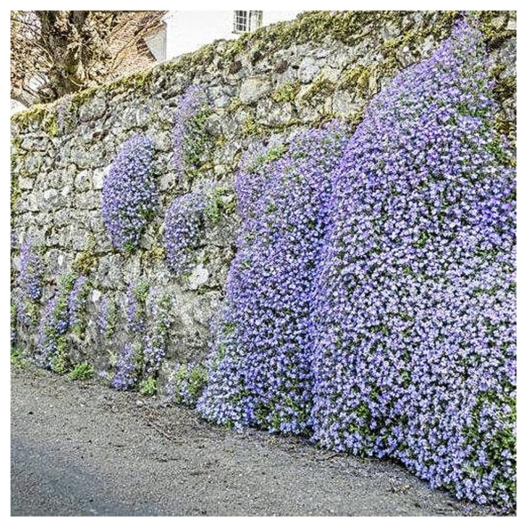 Heirloom Non-GMO Pale Blue Rock Cress Flower Seeds for Planting – High Germination Ground Cover Seeds | Neera Seeds product photo [neera-v4-462215d84046fbd9be15]