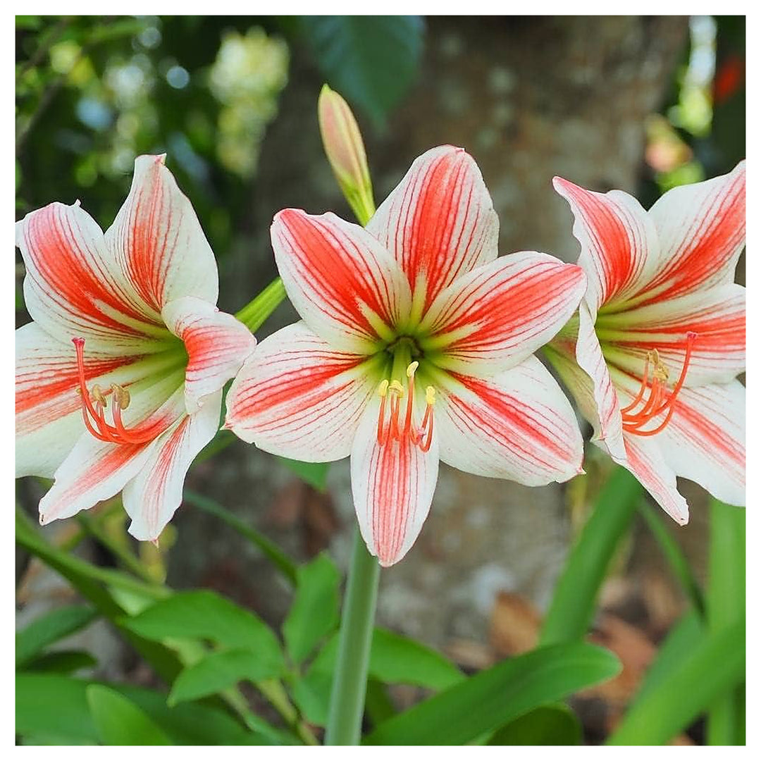 White Amaryllis Hippeastrum Drop Of Blood Flower For Planting Ideal For Indoor Pots Seasonal | Neera Seeds product photo [neera-v4-462242b5fec8a842e287]
