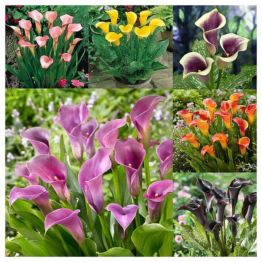 Calla Lily Bulbs For Planting Zantedeschia Aethiopica For Elegant Flower Beds And Indoor Pots | Neera Seeds product photo [neera-v4-462a3f81c94162524331]
