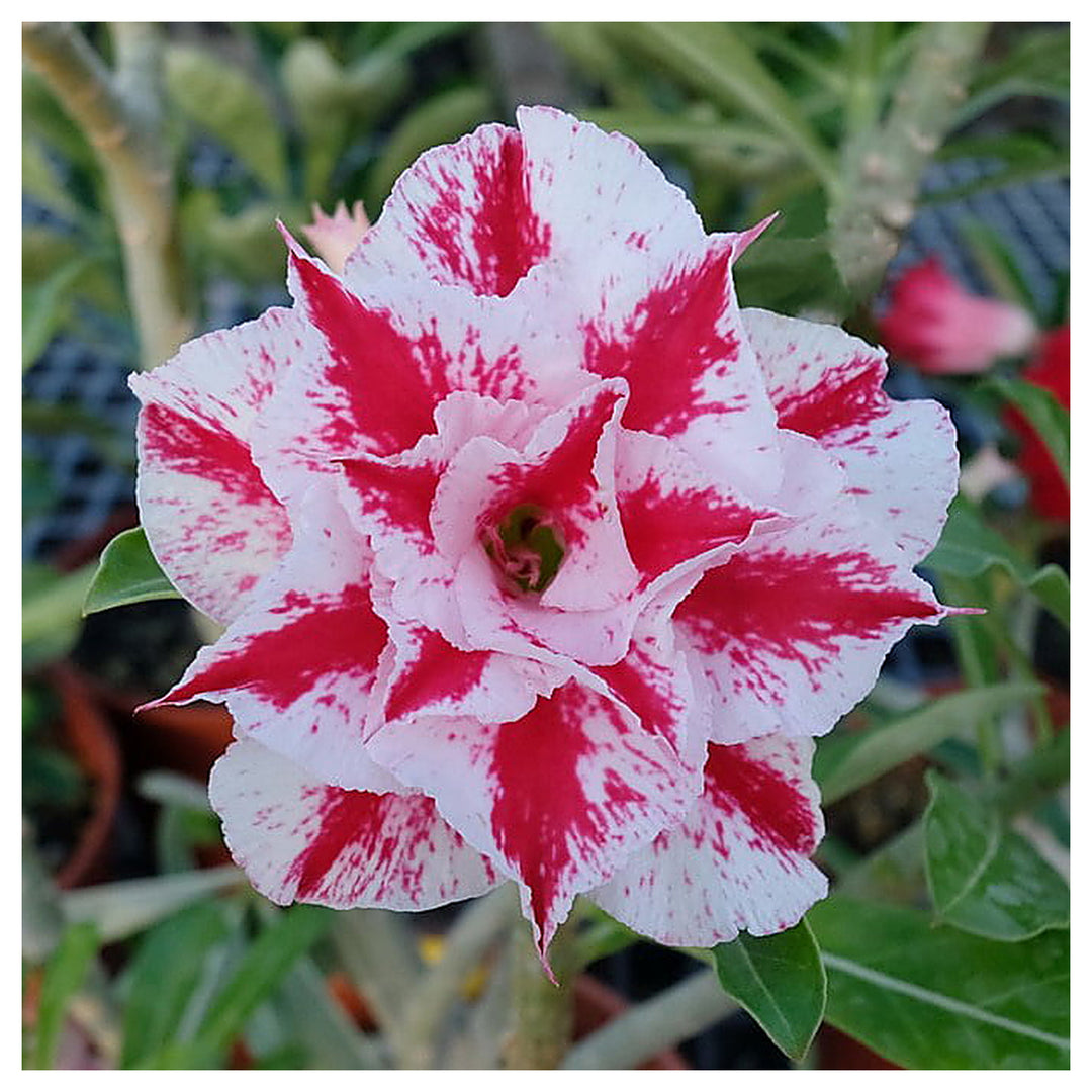 Pink White Adenium Obesum Flower Seeds for Planting – Non-GMO, Heirloom, High Germination Organic Garden Seeds | Neera Seeds product photo [neera-v4-462f2448263e001c66aa]