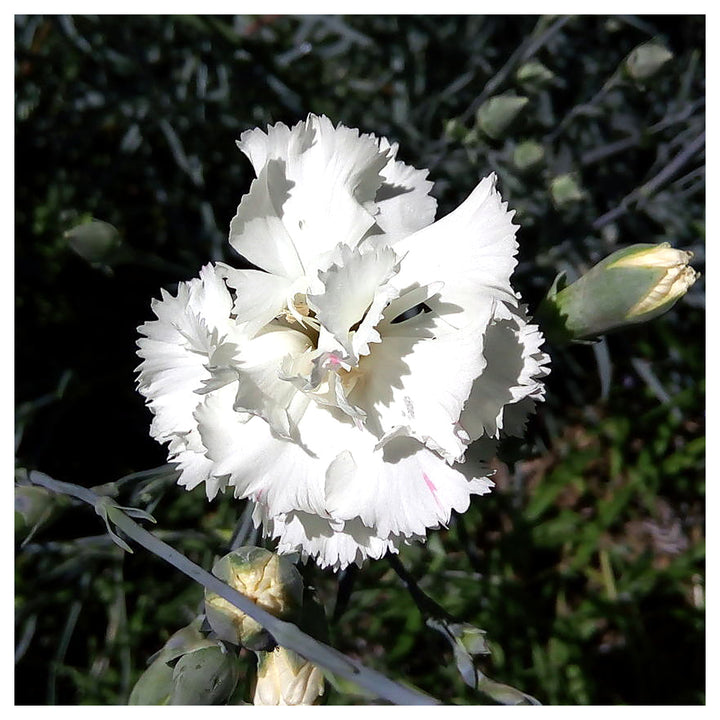 Heirloom White Carnation Flower Seeds for Planting – Non-GMO Fresh Blooming Organic Garden Seeds, High Germination | Neera Seeds product photo [neera-v4-46315046efcdd6210923]