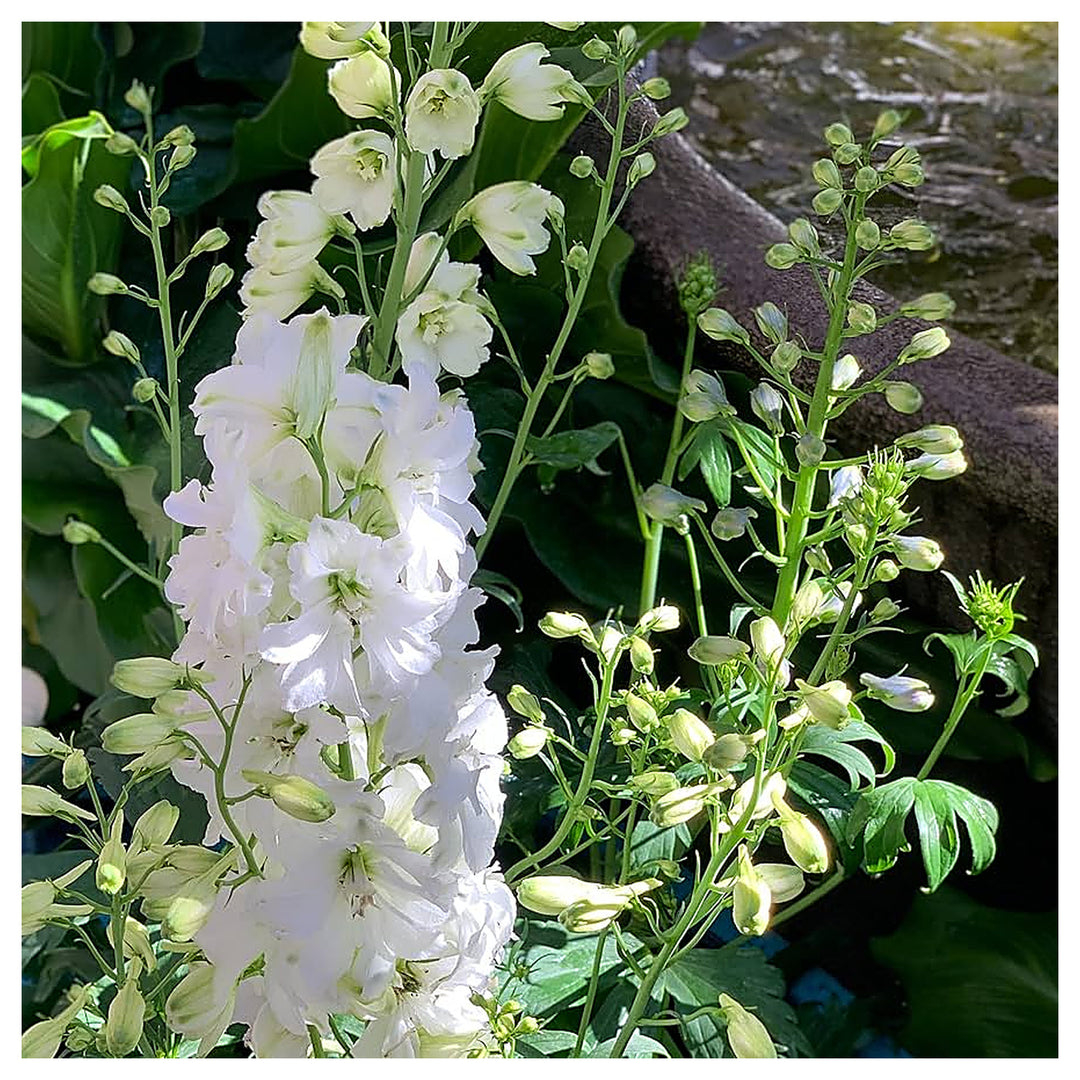 White Giant Delphinium Planting Perennial Garden Blooms Flower Seeds Home Garden Planting, | Neera Seeds product photo [neera-v4-4633b39db59593dd29e3]